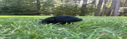 Goldendoodle dogs for sale: Coal - Ad 1