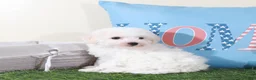 Bichon Frise dogs for sale: Rachel-Precious Female Bichon Frise Puppy - Ad 4