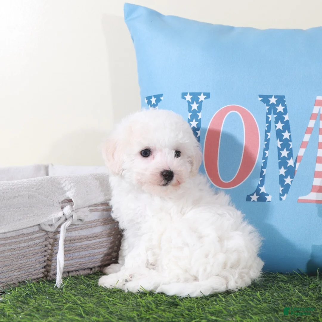 Bichon Frise dogs for sale: Rachel-Precious Female Bichon Frise Puppy - Ad 4