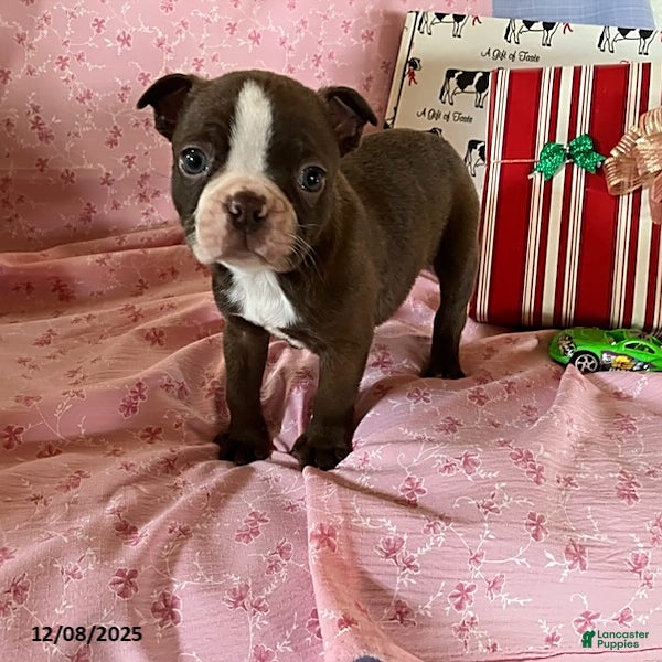 Boston Terrier dogs Freddy - Ad 3