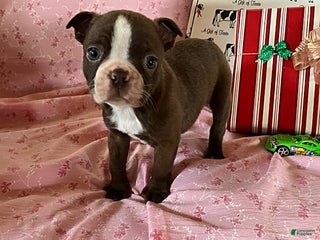 Boston Terrier dogs Freddy - Ad 19