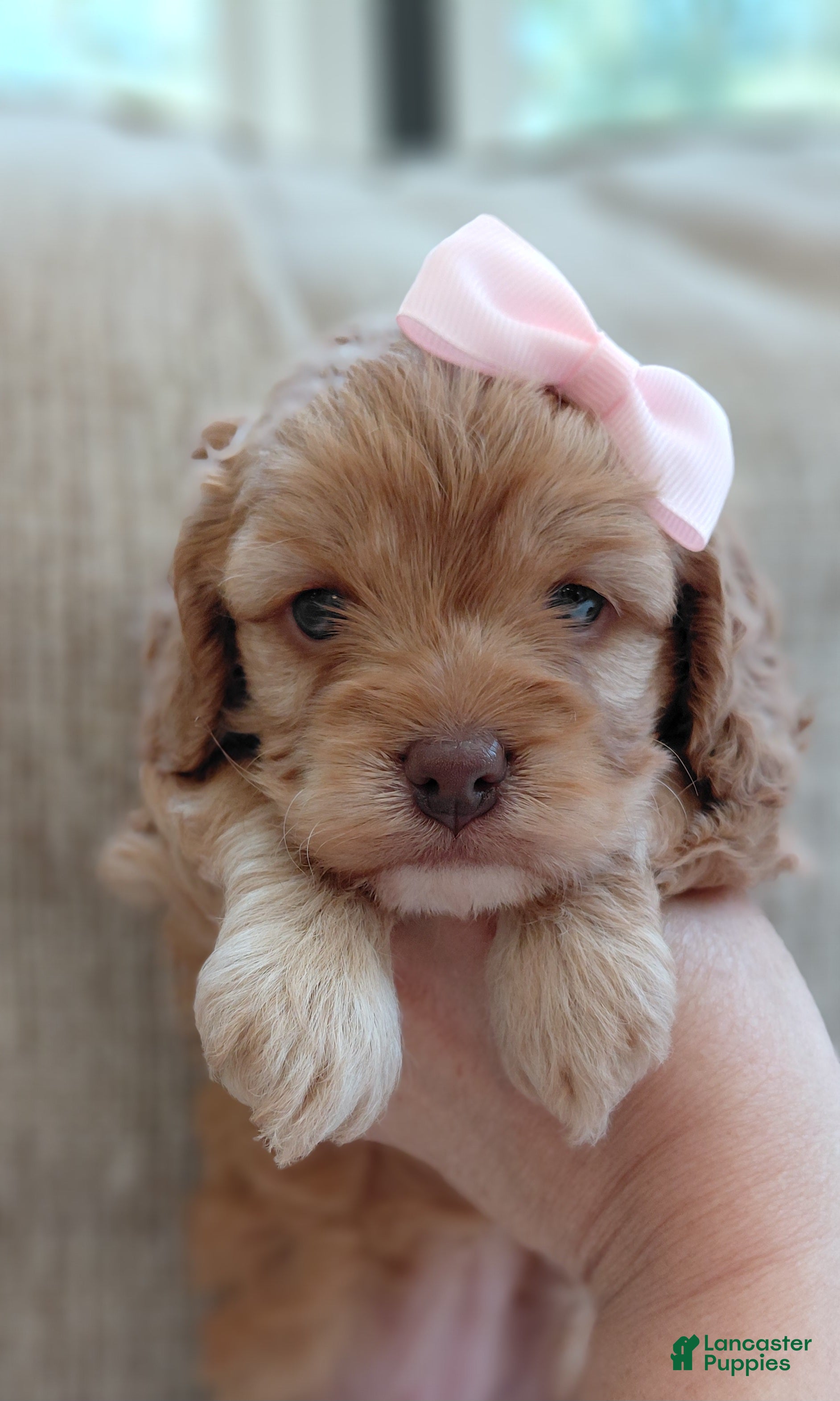 Mixed Breed dogs Mixed Breed 3 - Ad 1