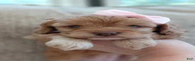 Mixed Breed 3