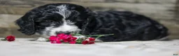 Mixed Breed dogs for sale: Maverick - Ad 3