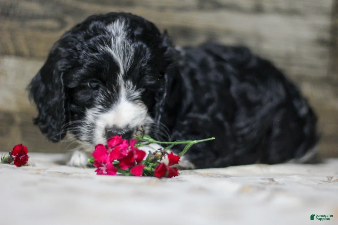 Mixed Breed dogs for sale: Maverick - Ad 3