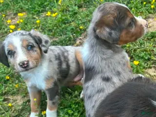 Mixed Breed dogs Marty - Ad 20