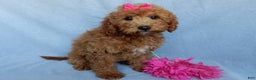 Mini Goldendoodle dogs for sale: Poppy - Ad 2