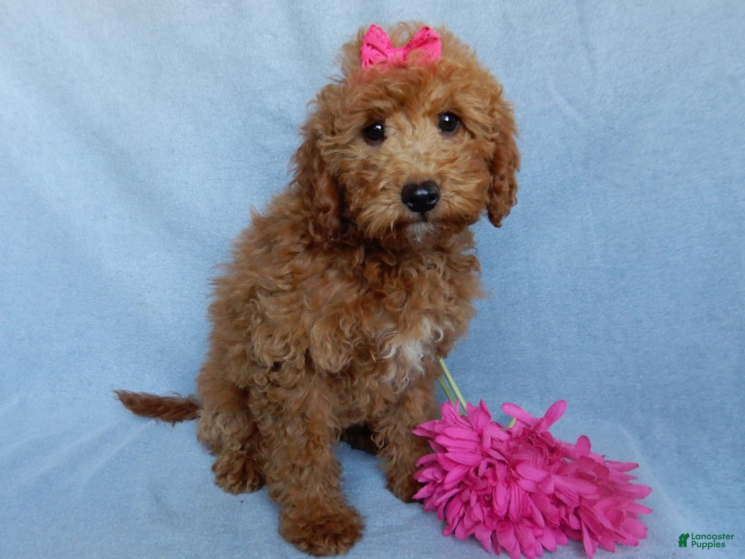 Mini Goldendoodle dogs for sale: Poppy - Ad 2
