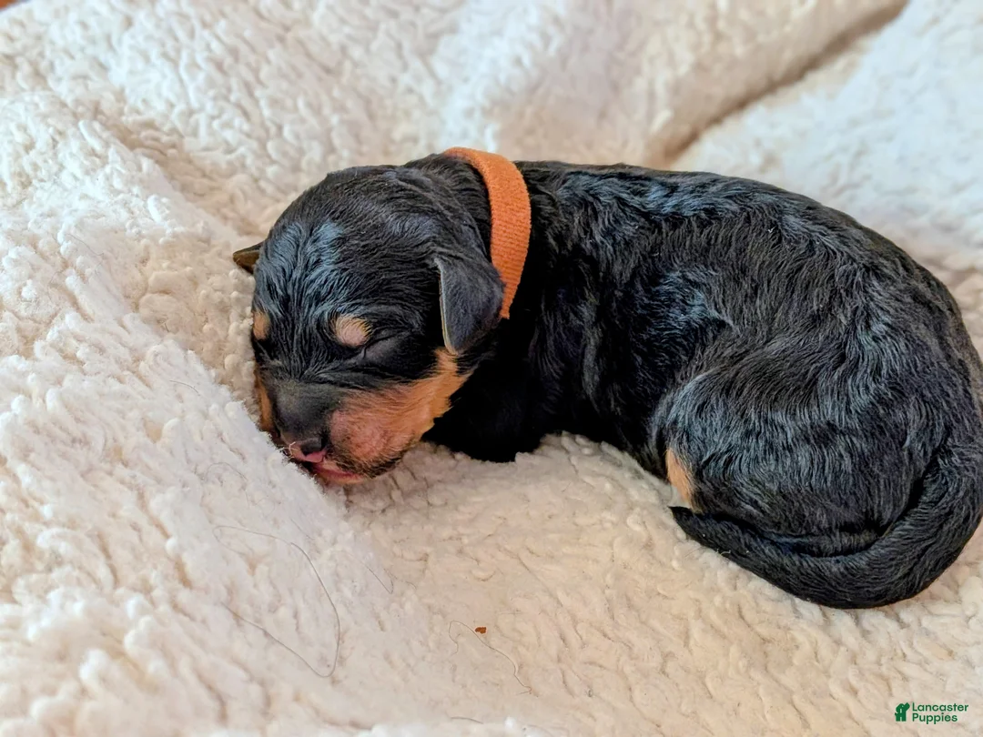 Mixed Breed dogs for sale: Goldador/Bernedoodle Puppy 12 - Ad 1