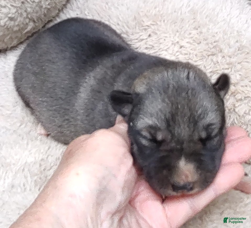 Siberian Husky dogs Siberian Husky Puppy 2 - Ad 30