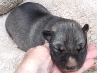 Siberian Husky dogs Siberian Husky Puppy 2 - Ad 30