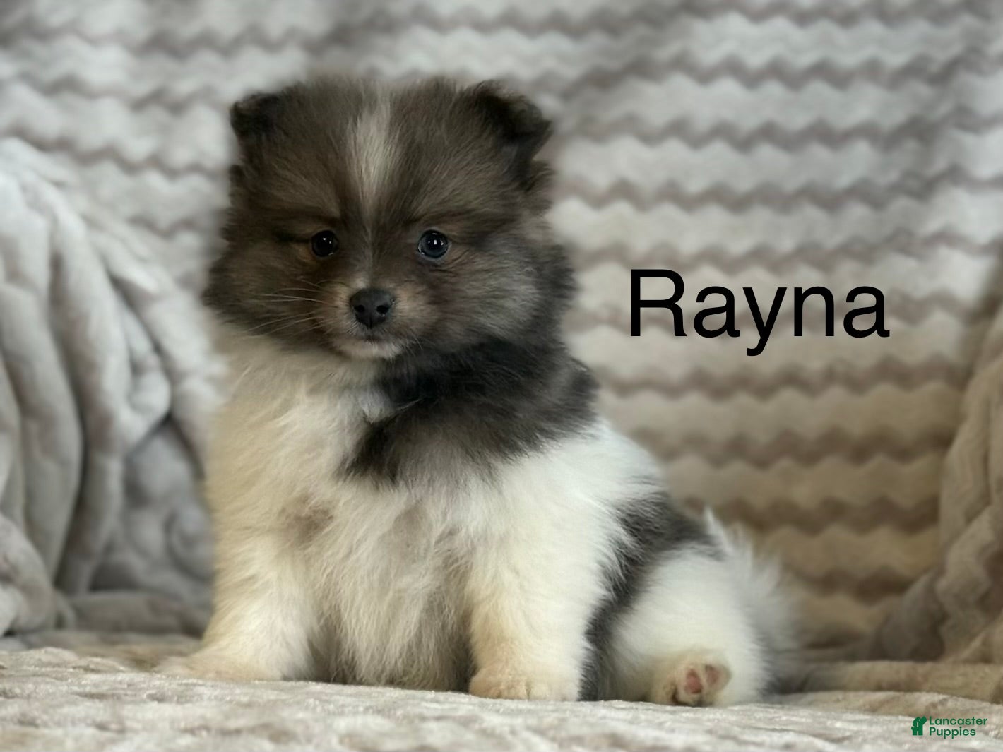 Pomeranian dogs Rayna - Ad 1