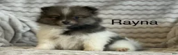 Pomeranian dogs for sale: Rayna - Ad 1