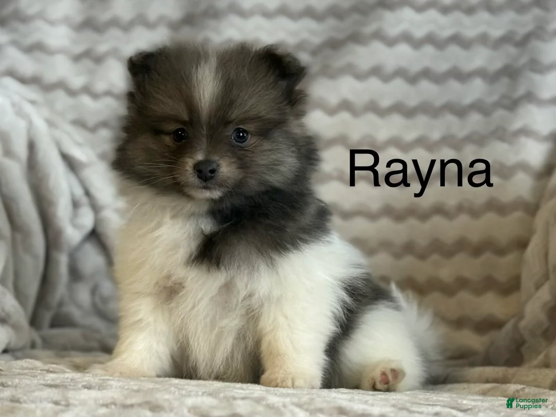 Pomeranian dogs for sale: Rayna - Ad 1