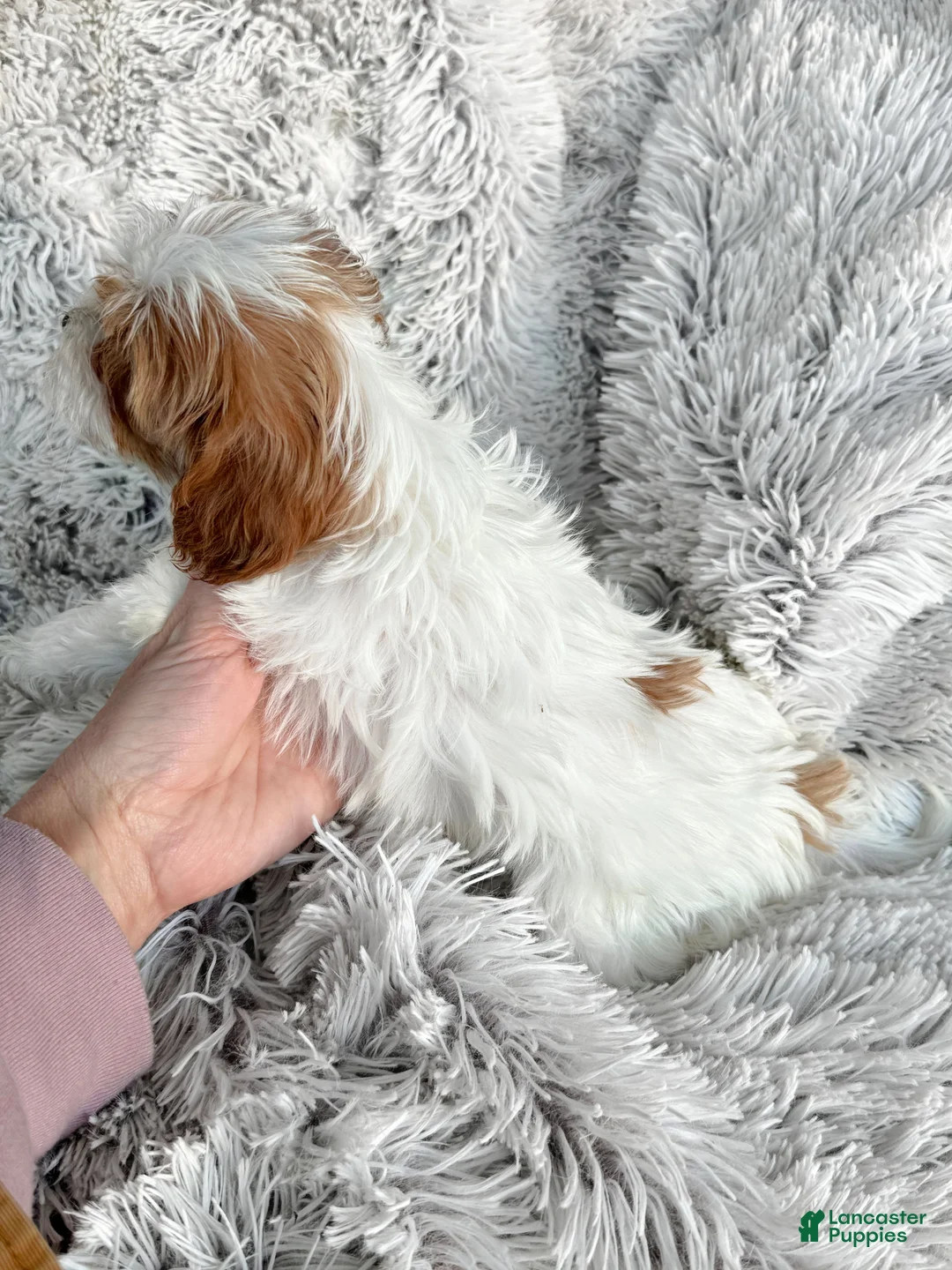 Cavapoo dogs for sale: Truffle - Ad 3