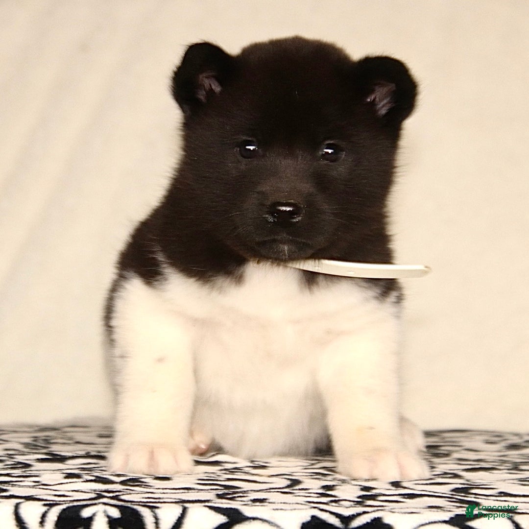 Akita dogs for sale: Aster - Ad 1