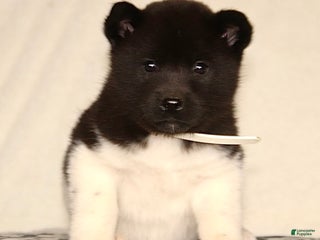 Akita dogs Aster - Ad 6