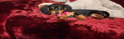 Miniature Dachshund dogs for sale: CINDER - Ad 10