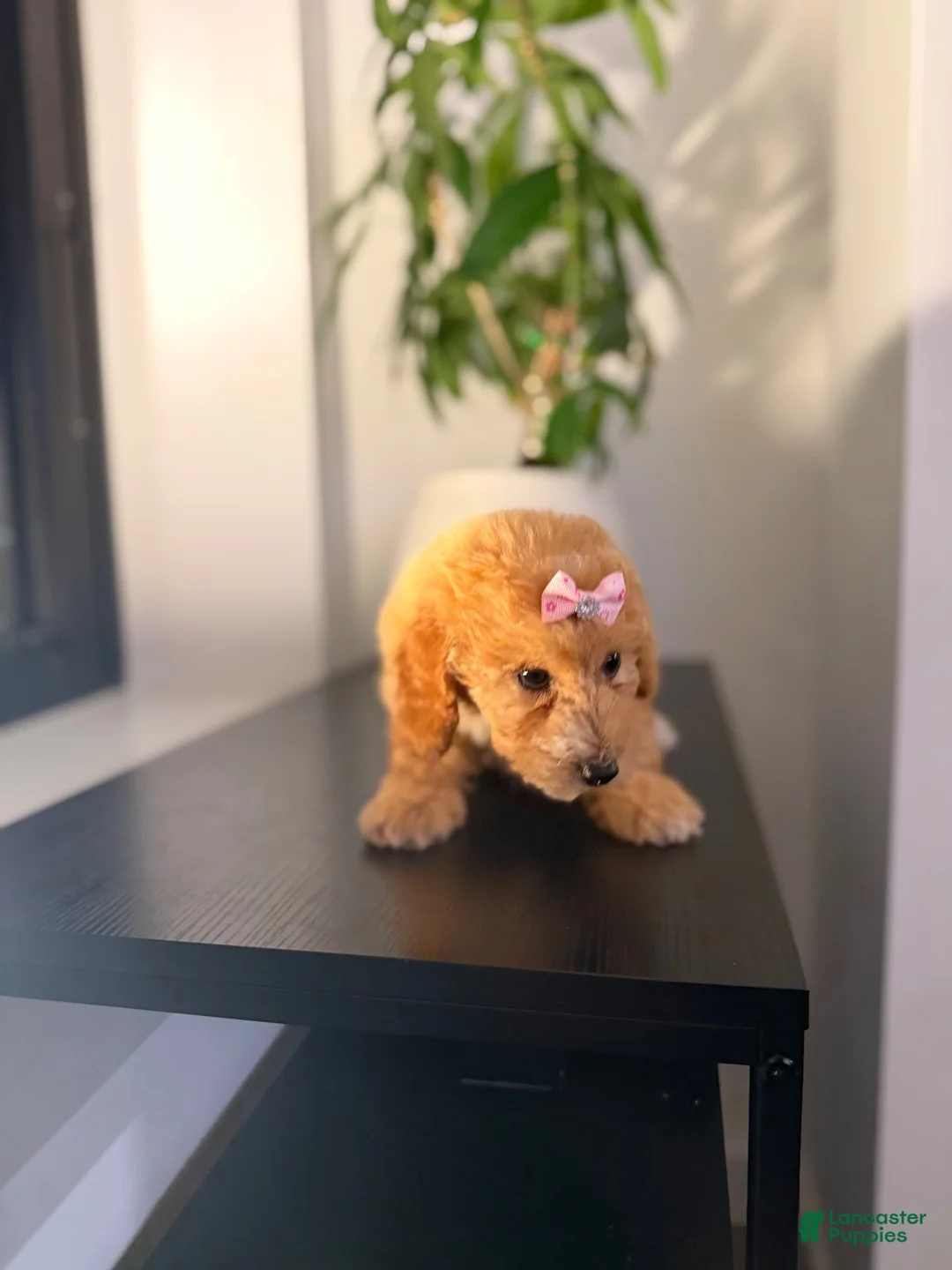 Toy Poodle dogs for sale: Tori - Ad 2