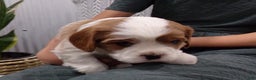 Cavalier King Charles Spaniel dogs for sale: Cavalier King Charles Spaniel Puppy 2 - Ad 18