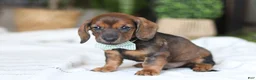 Miniature Dachshund dogs for sale: Bratwurst - Ad 2