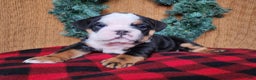 English Bulldog dogs for sale: Easton - Ad 16