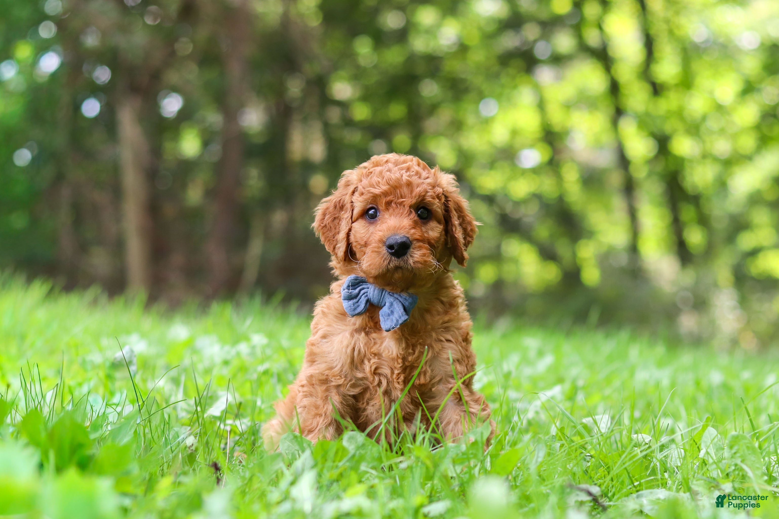 Goldendoodle dogs Mason - Ad 2