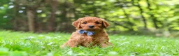 Goldendoodle dogs for sale: Mason - Ad 2