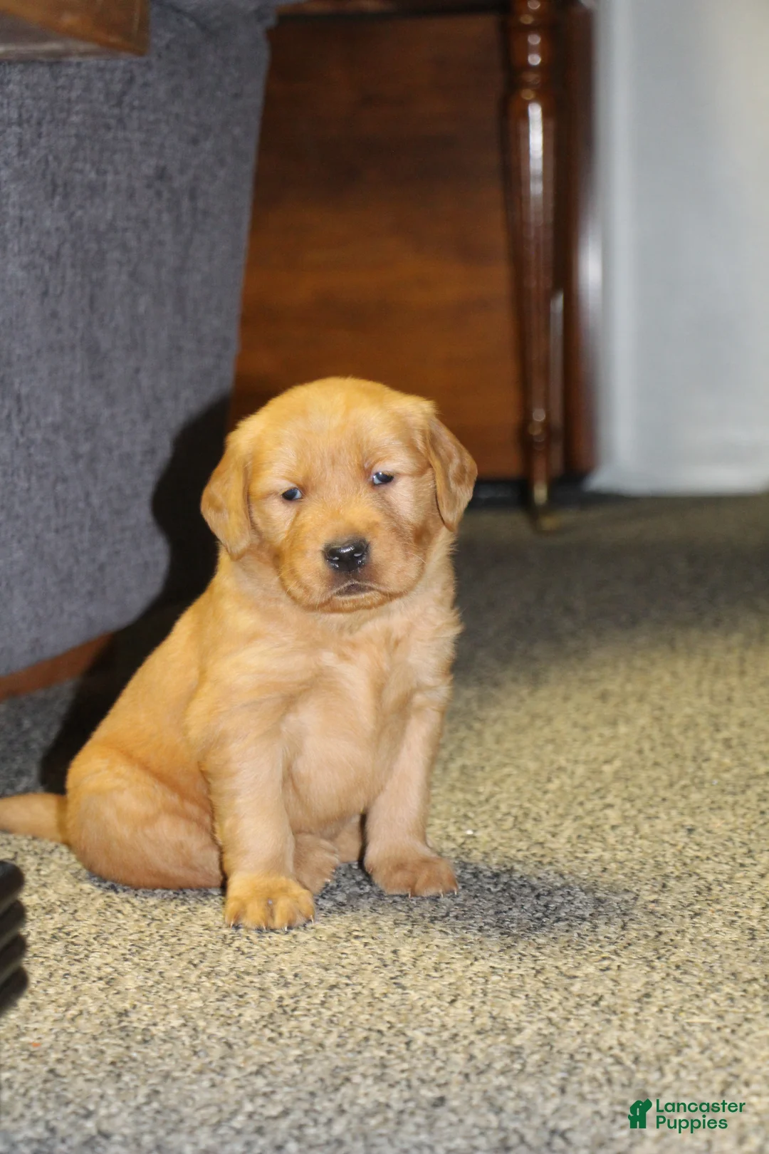 Golden Retriever dogs for sale: Rook - Ad 3