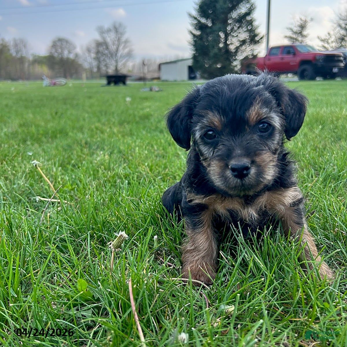 Yorkiepoo dogs Browser - Ad 1