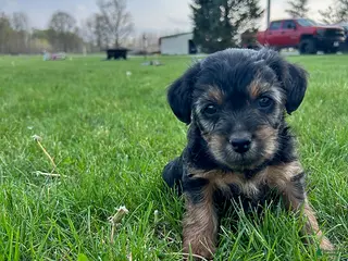 Yorkiepoo dogs for sale: Browser - Ad 2