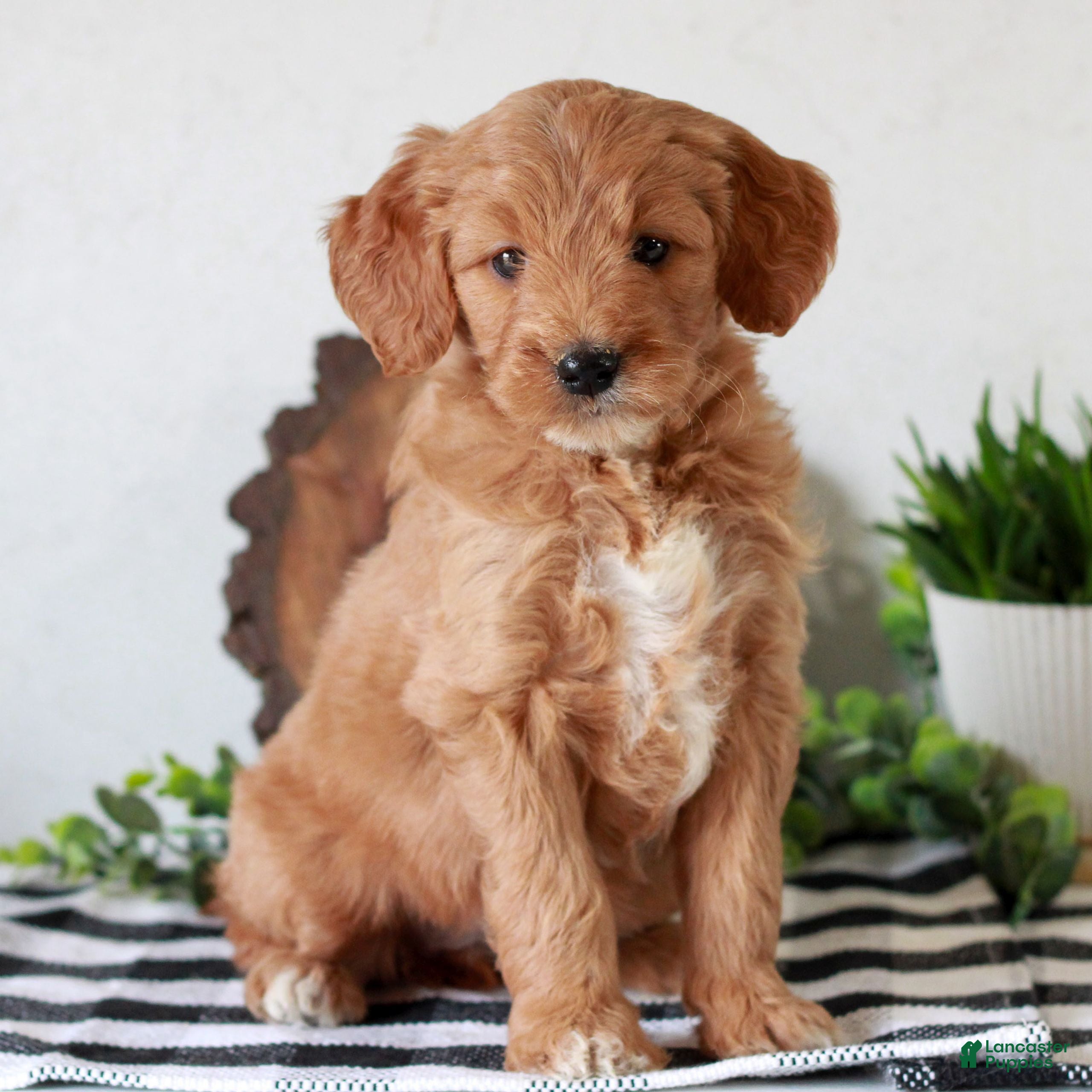 Mini Goldendoodle dogs Angel  - Ad 1
