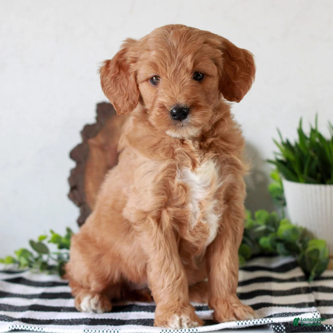 Mini Goldendoodle dogs for sale: Angel  - Ad 1