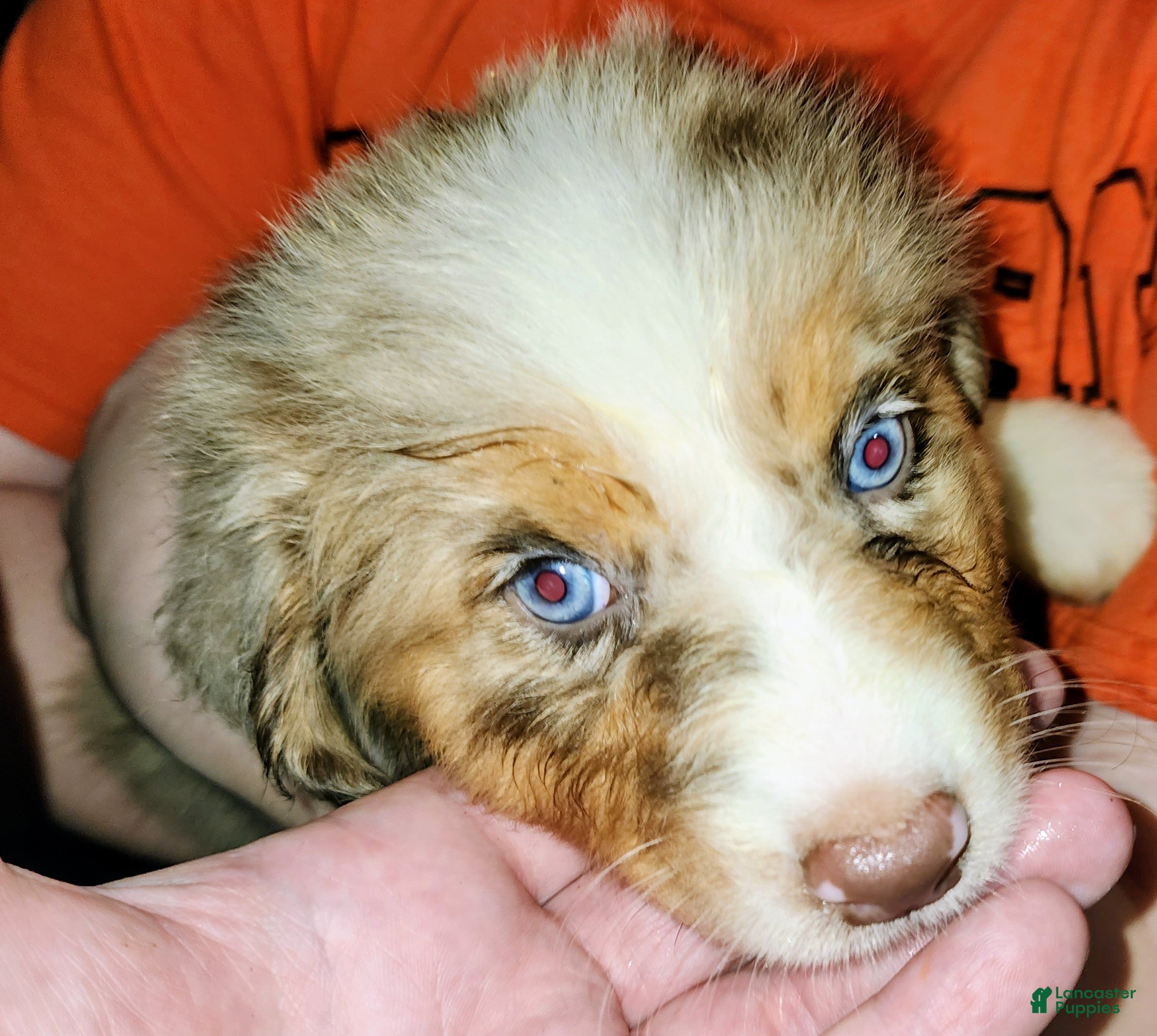 Australian Shepherd dogs 2 Cher - Ad 2