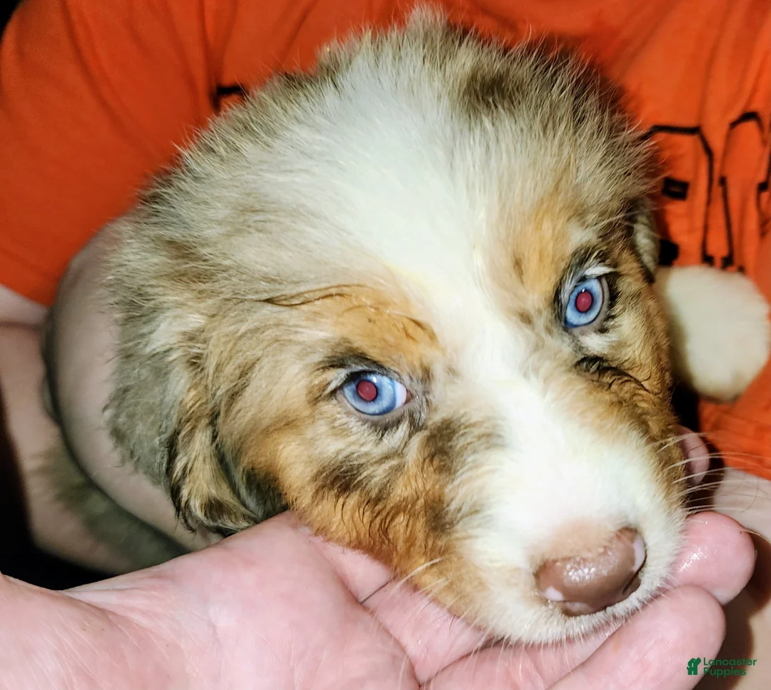Australian Shepherd dogs for sale: Cher - Ad 2