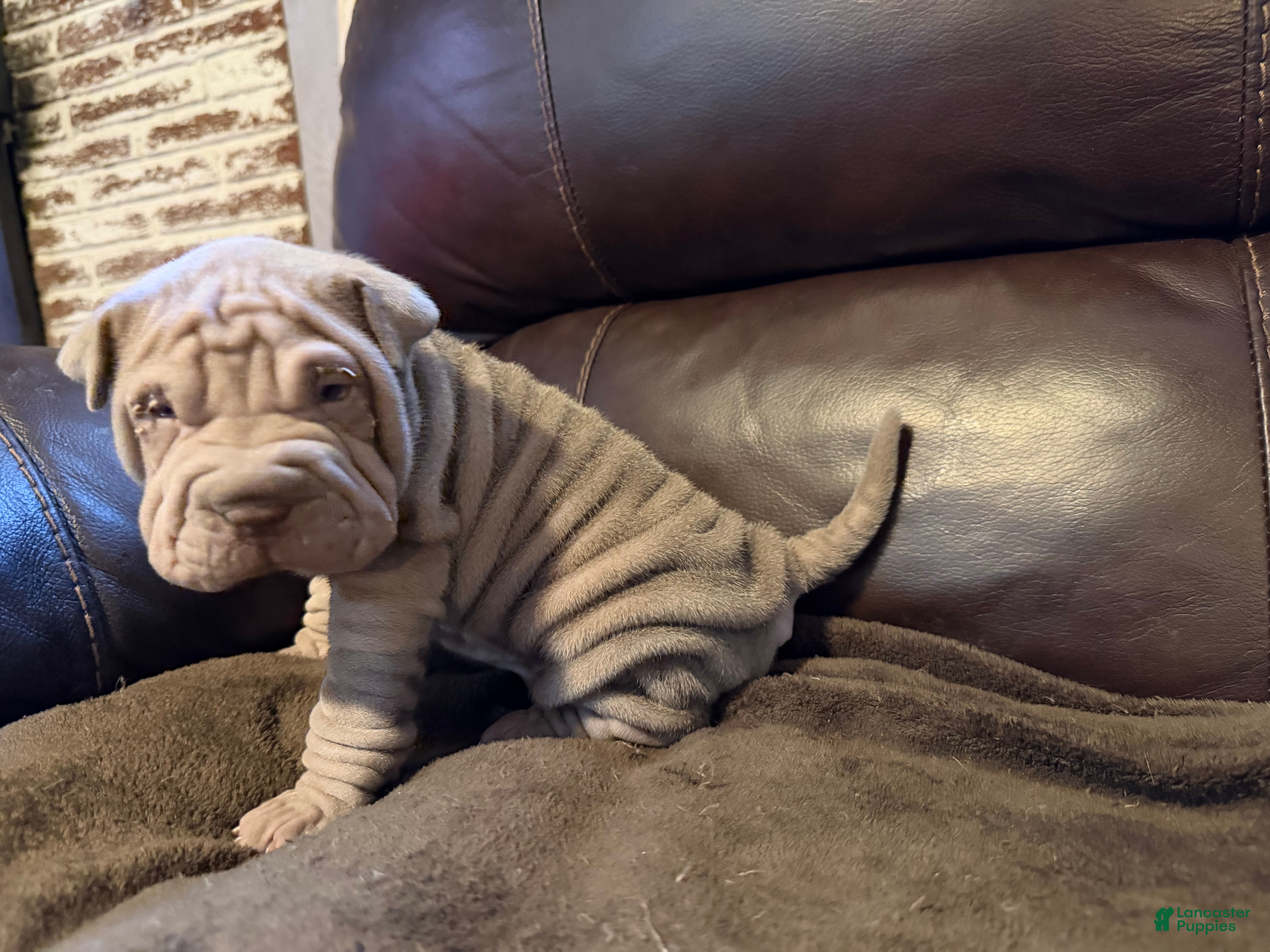 Shar Pei dogs Juliet - Ad 18