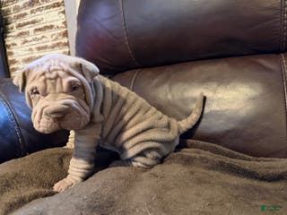 Shar Pei dogs Juliet - Ad 3