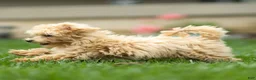 Maltipoo dogs for sale: Nacho Maltipoo Puppy  - Ad 10