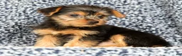 Yorkshire Terrier dogs for sale: Allison - Ad 8