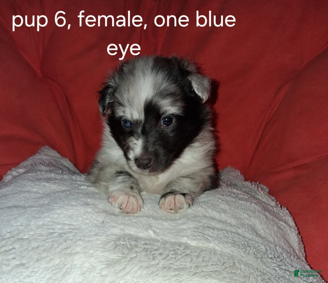 Shetland Sheepdog dogs for sale: Shetland Sheepdog Puppy 4 - Ad 1