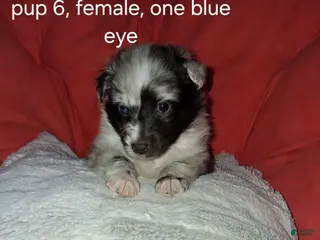 Shetland Sheepdog dogs Shetland Sheepdog Puppy 4 - Ad 2