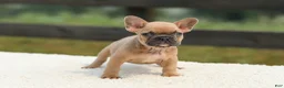 French Bulldog dogs for sale: Ian - Ad 3