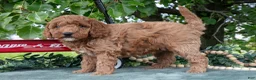 Miniature Poodle dogs for sale: Saria - Ad 3