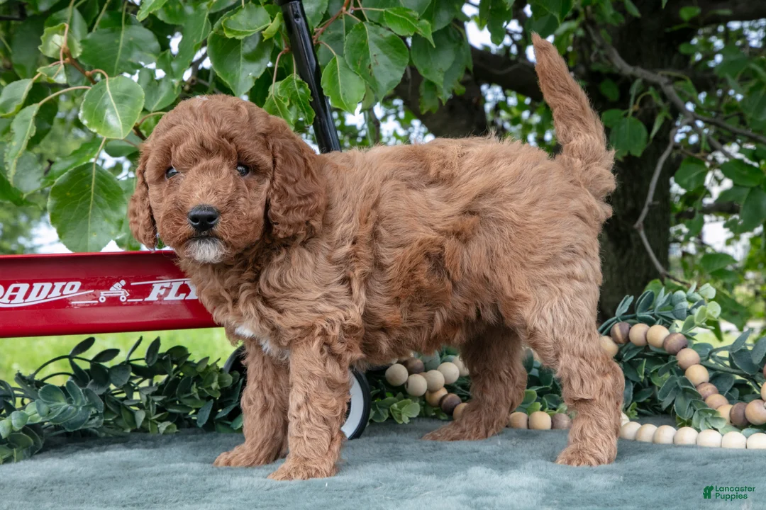 Miniature Poodle dogs for sale: Saria - Ad 3
