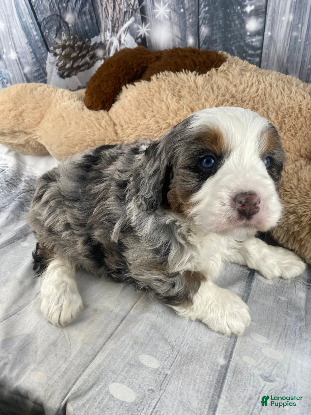 Mixed Breed dogs for sale: Rylan - Ad 12