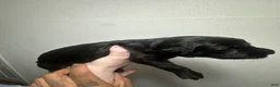Mixed Breed dogs for sale: Mixed Breed 2 - Ad 2