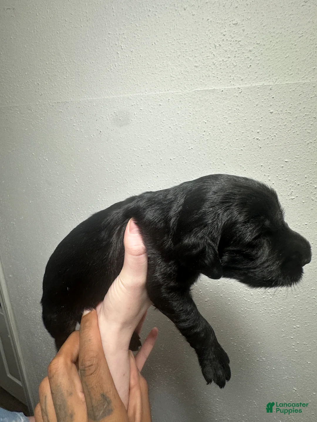 Mixed Breed dogs for sale: Mixed Breed 2 - Ad 2