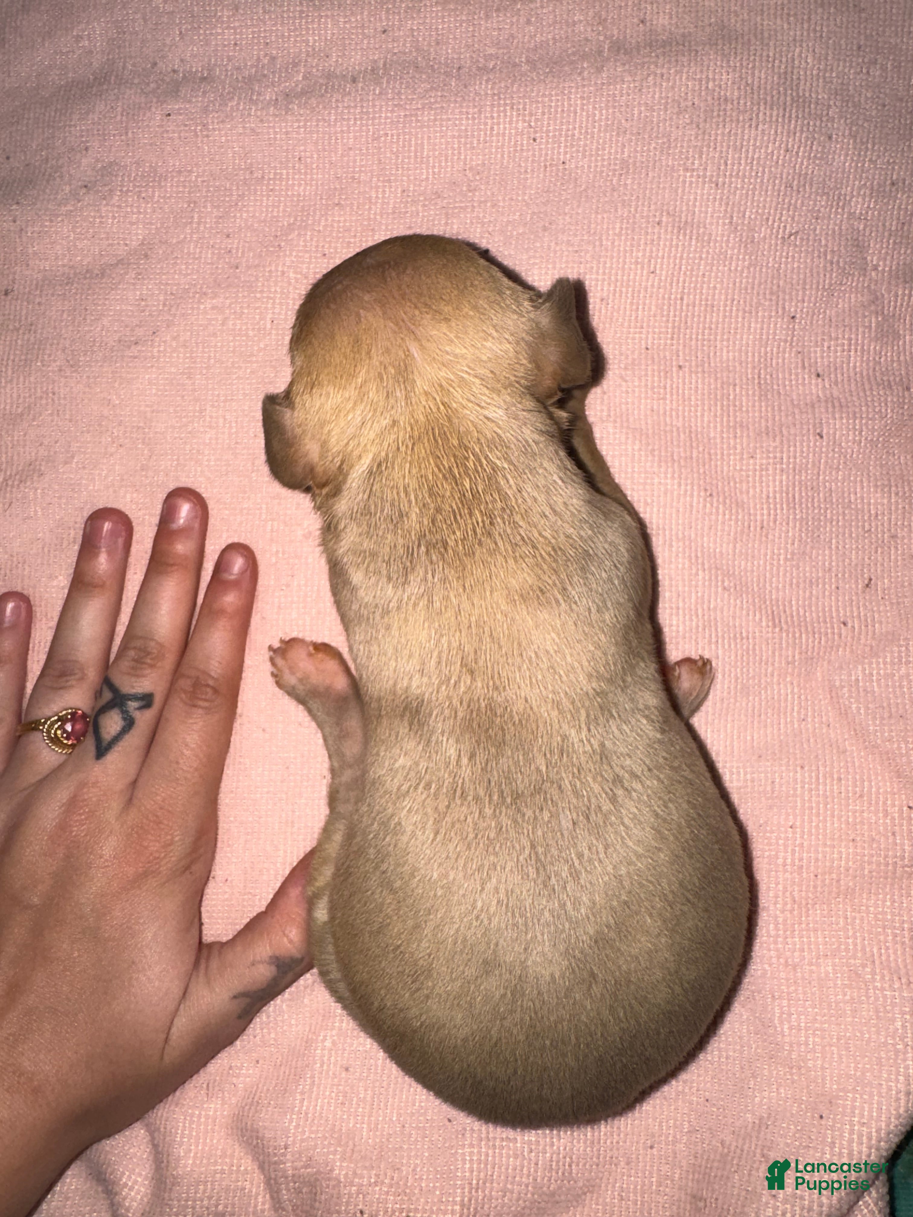 American Pit Bull Terrier dogs American Pit Bull Terrier Puppy 7 - Ad 16