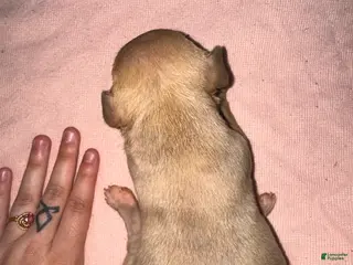 American Pit Bull Terrier dogs American Pit Bull Terrier Puppy 7 - Ad 16