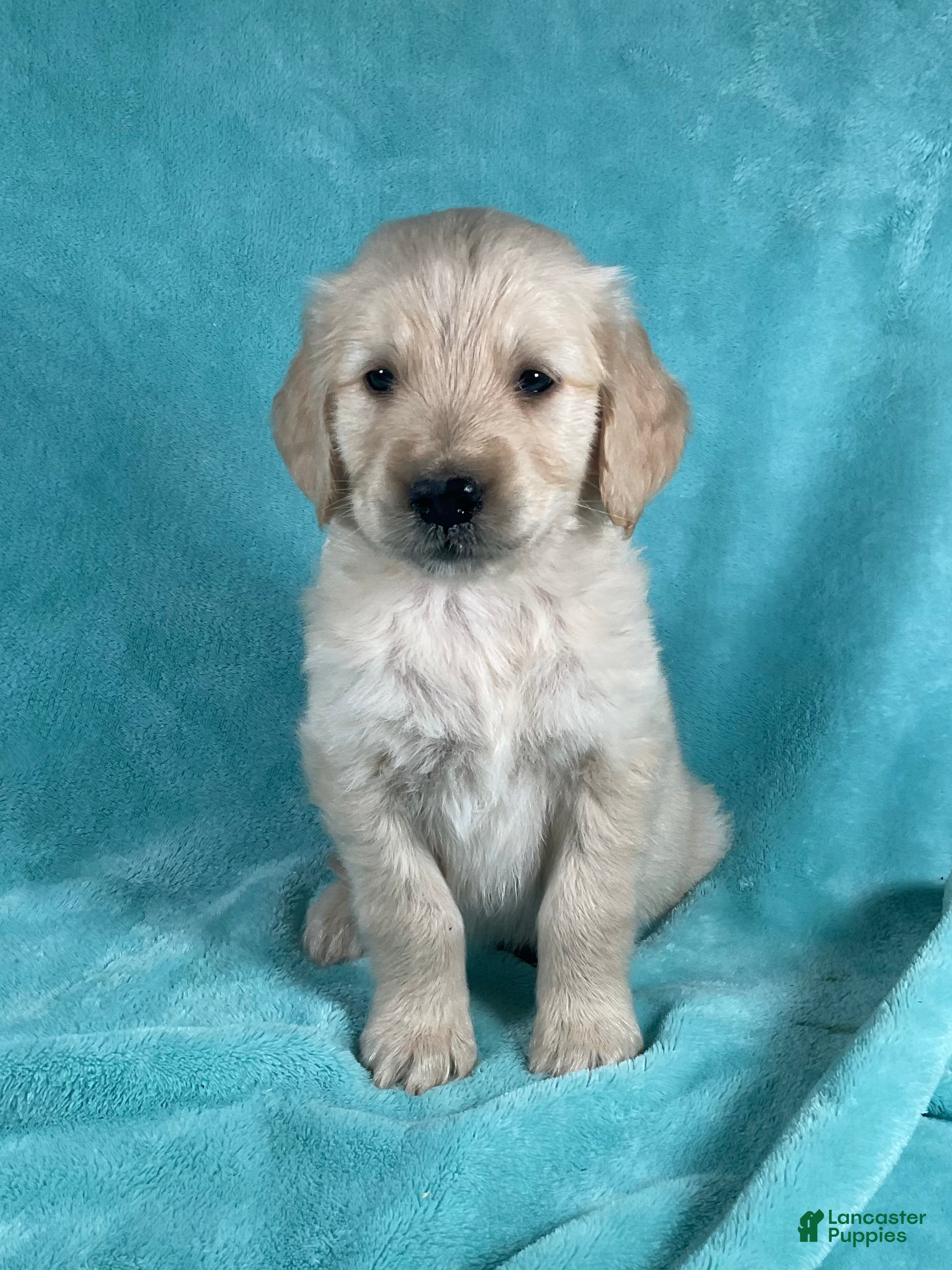 Golden Retriever dogs Jaxon 8248 - Ad 1